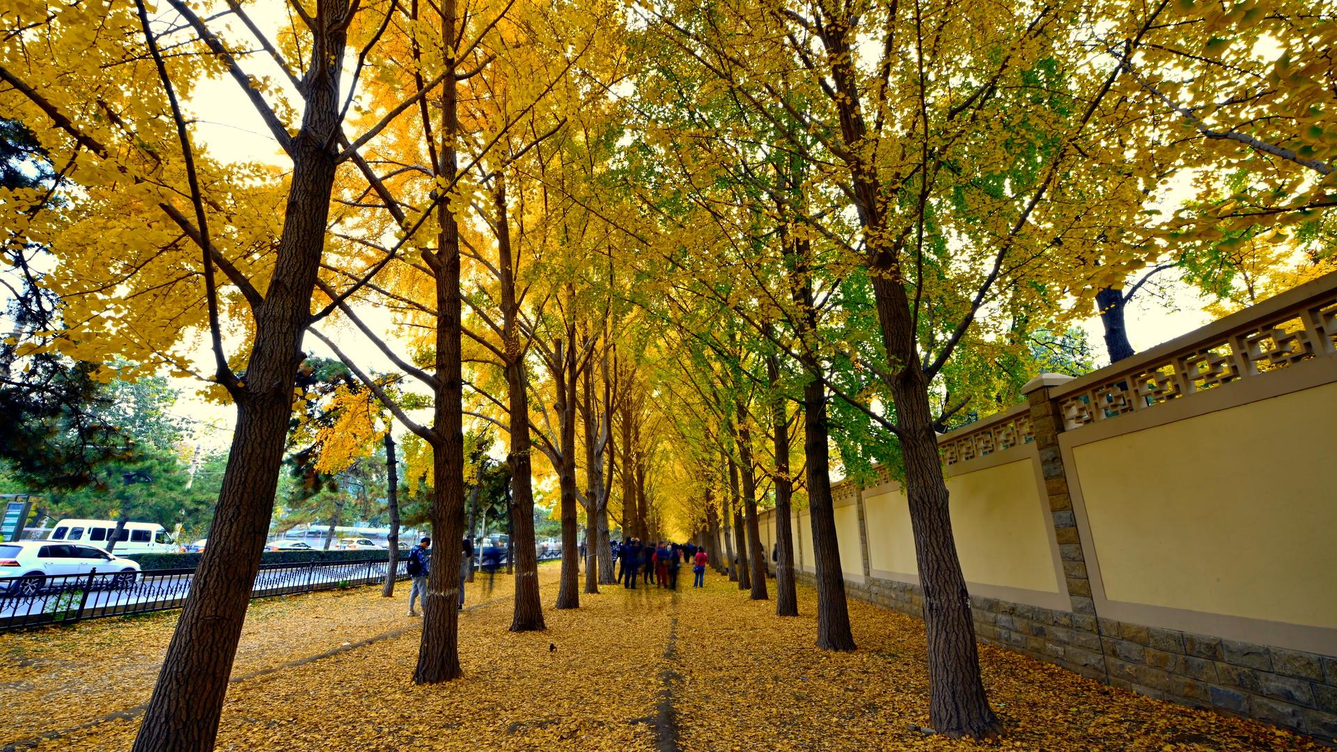 北京钓鱼台银杏大道之秋色视频的预览图