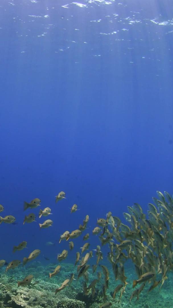 海底黄鱼群视频的预览图
