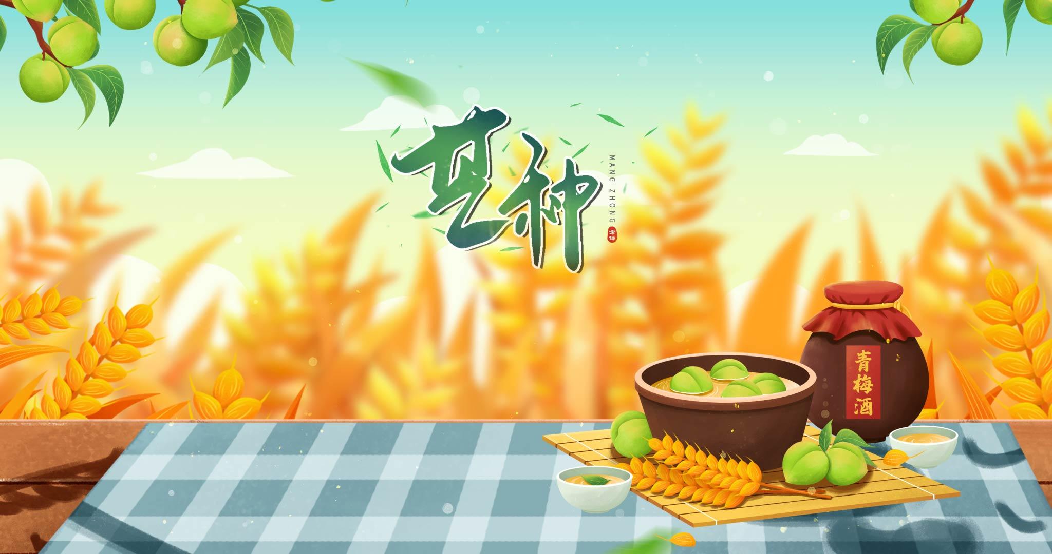 青梅芒种小麦背景视频的预览图