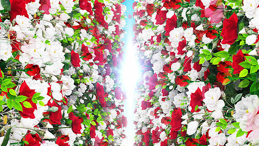 4K唯美的玫瑰背景墙背景素材视频的预览图