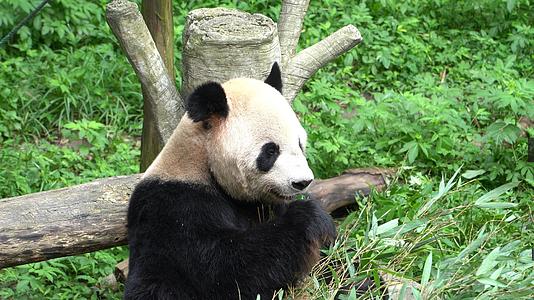 国宝大熊猫嬉戏打闹视频的预览图