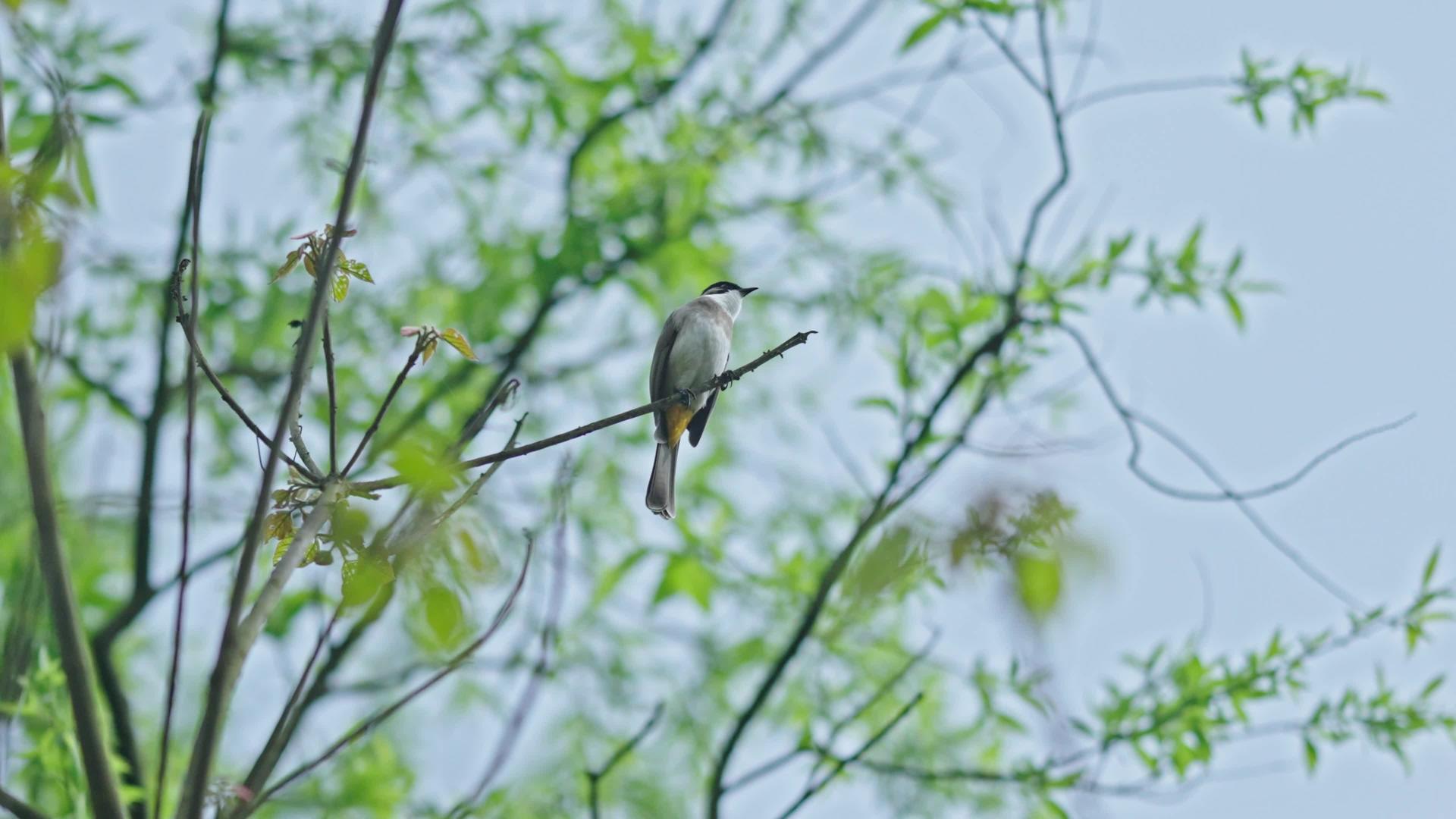 早春春天枝头的鸟儿4k视频的预览图