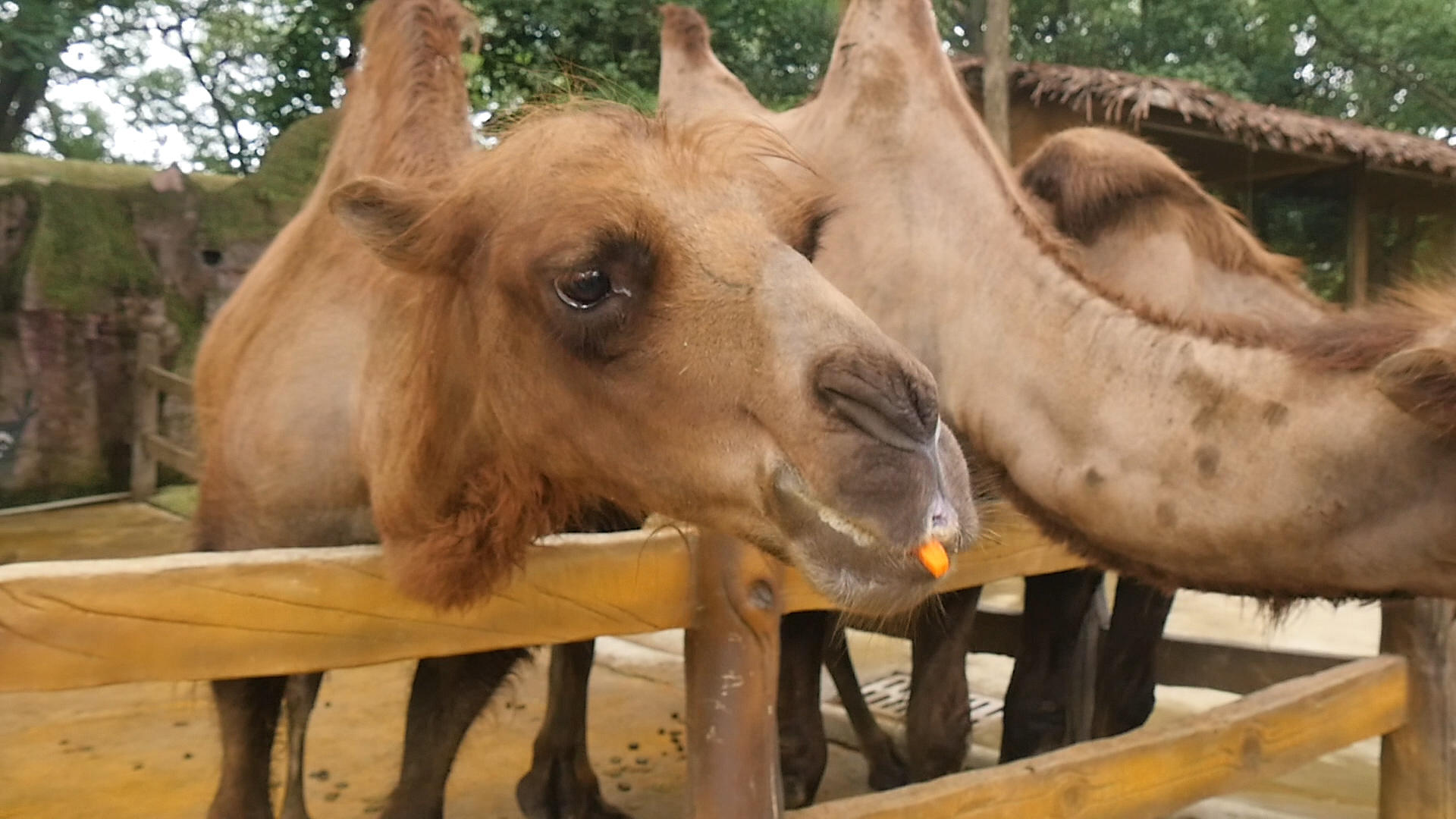 骆驼喂养视频的预览图