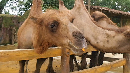 骆驼喂养视频的预览图
