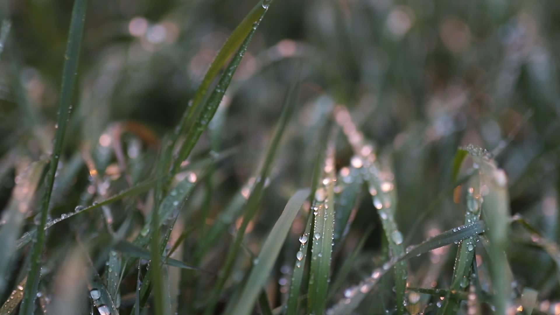 清晨草地上的露珠视频的预览图