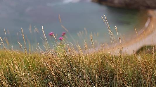 紫色的花和草以极地海岸为背景视频的预览图