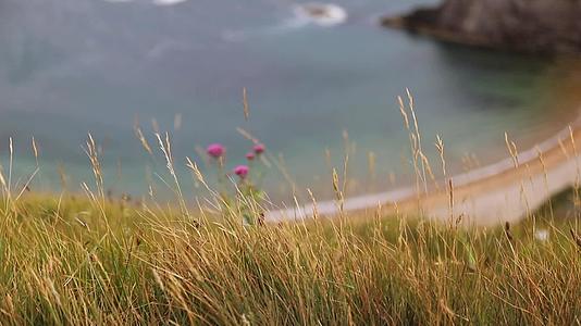 以海岸为背景的紫色花朵视频的预览图