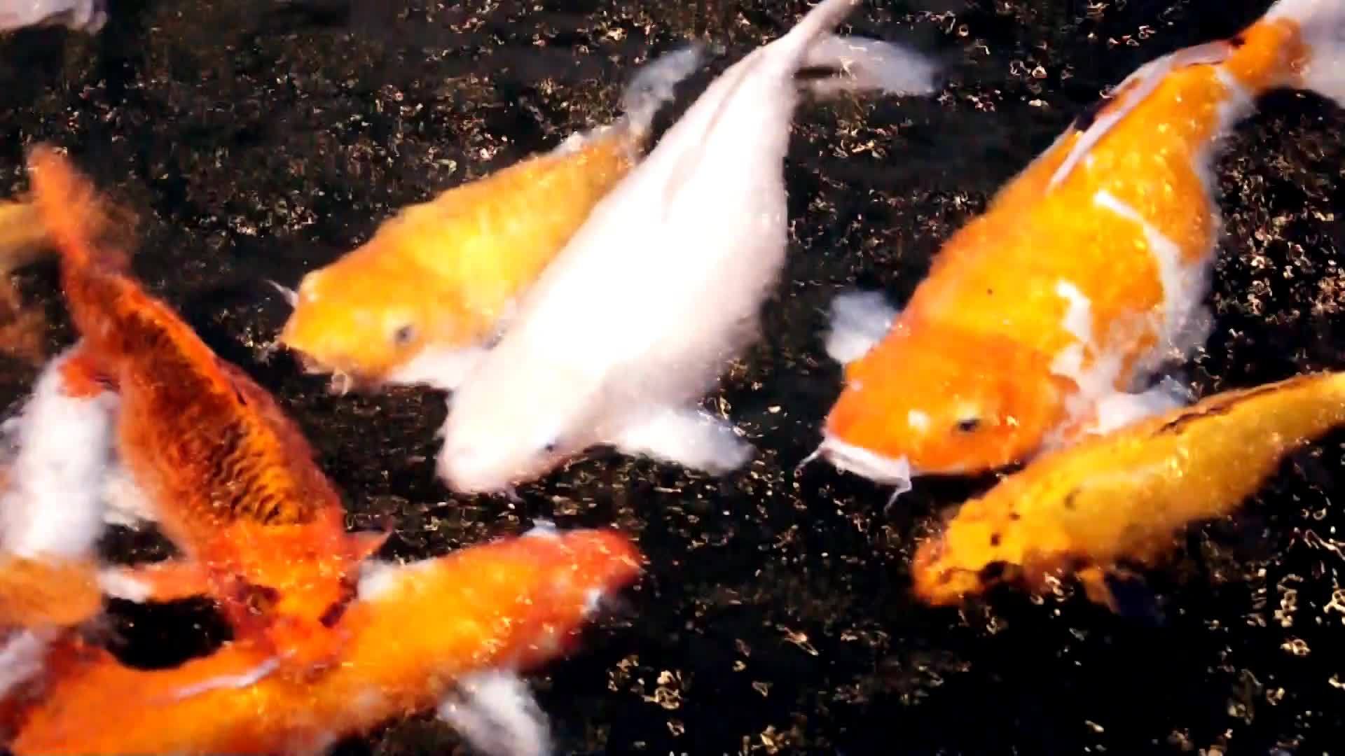 鱼塘鲤鱼视频的预览图