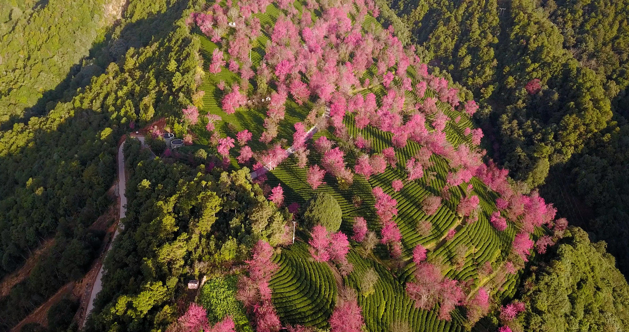 唯美粉色樱花无量山茶树茶山茶园视频的预览图