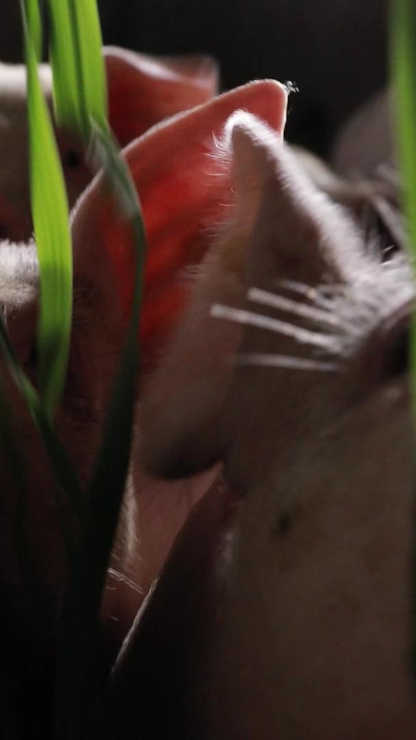 小猪吃草的实拍素材视频的预览图