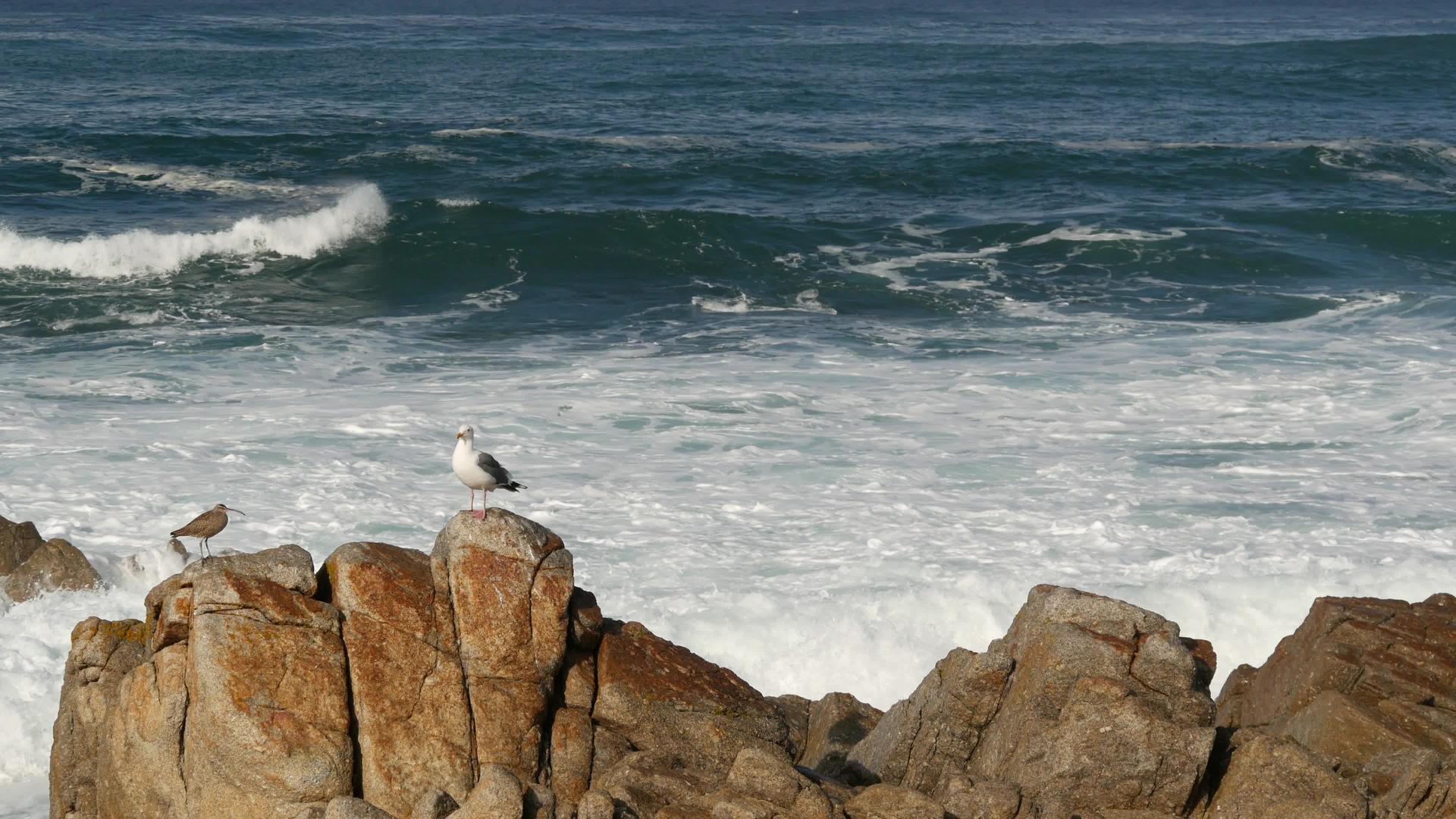 沿海岩石上的海鸟视频的预览图