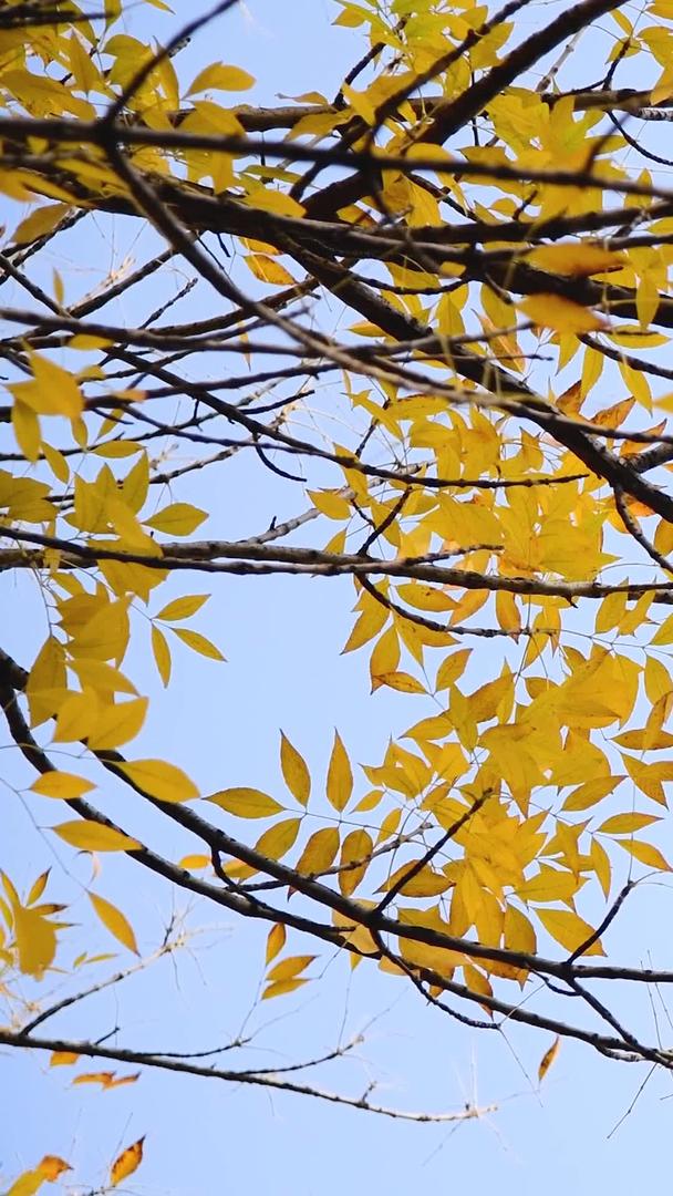 秋季金黄的银杏叶视频的预览图