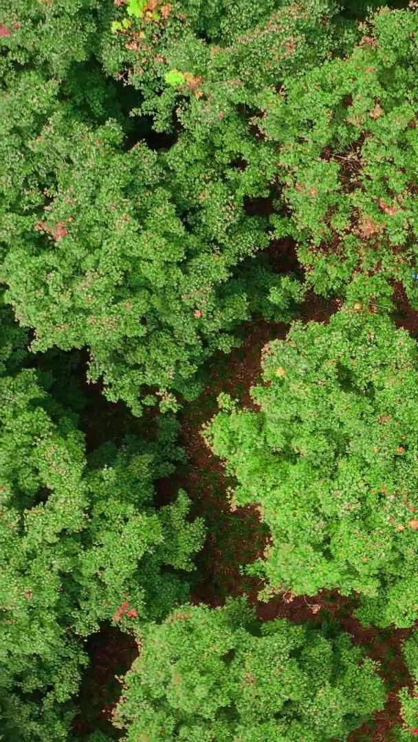 秋季红叶绿叶凉亭垂直航拍分界视频素材视频的预览图