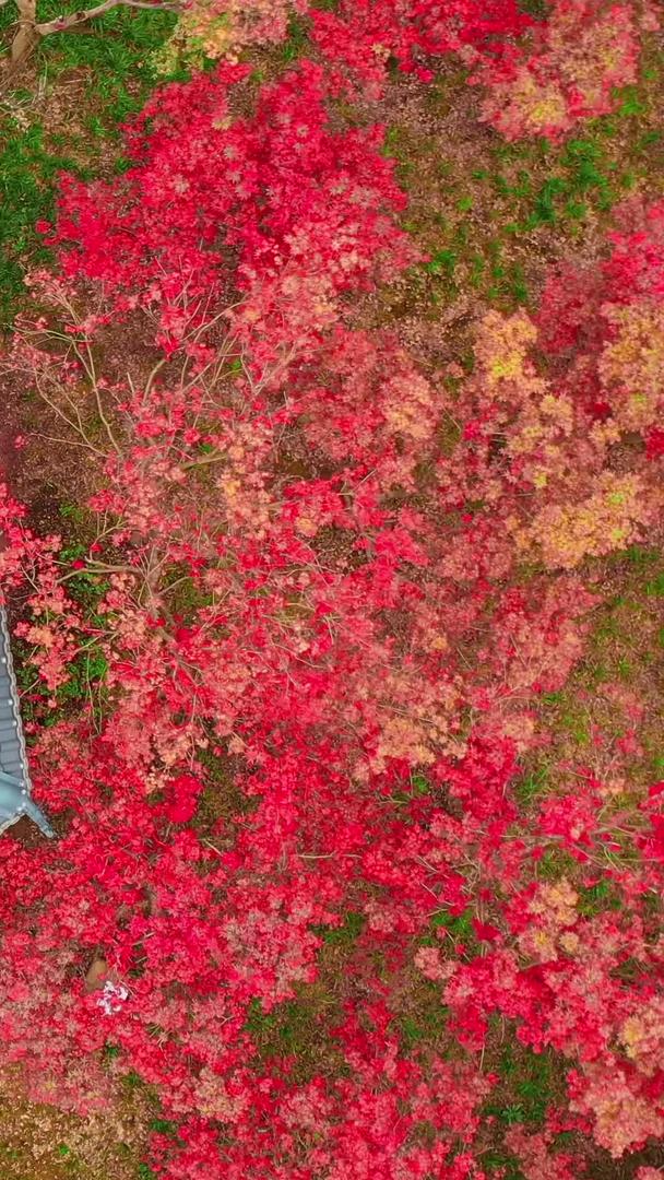 秋季红叶绿叶凉亭垂直航拍分界视频素材视频的预览图