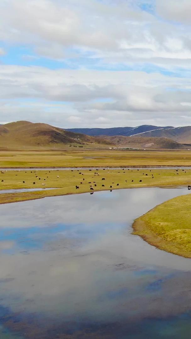 秋季航拍川西红原大草原牧场风景视频的预览图