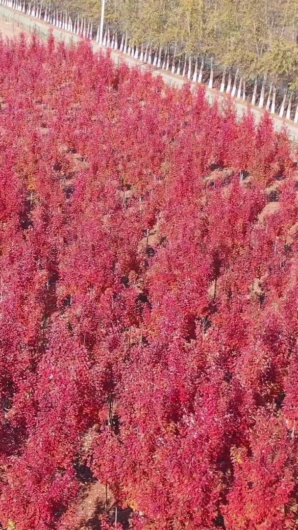 秋天的红枫林航拍视频视频的预览图