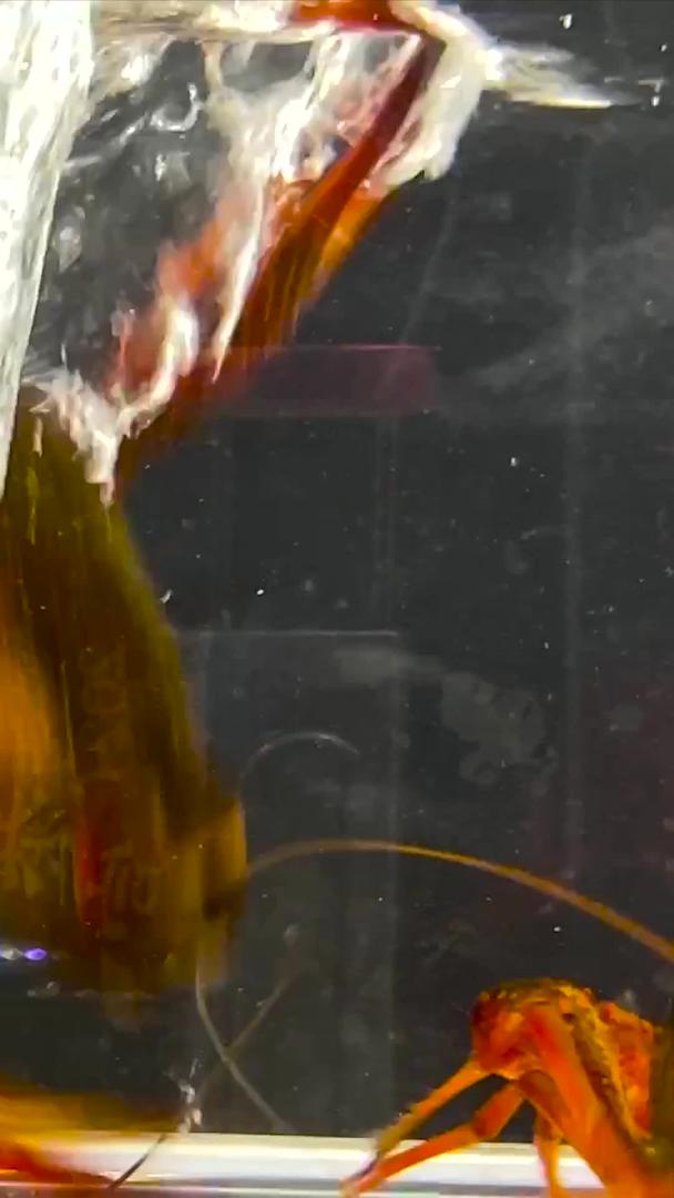 实拍活体小龙虾5视频的预览图
