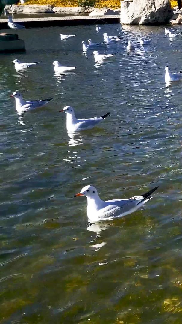近距离拍摄湖面海鸥视频的预览图
