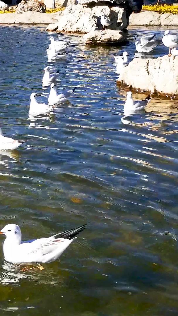 近距离拍摄湖面海鸥视频的预览图