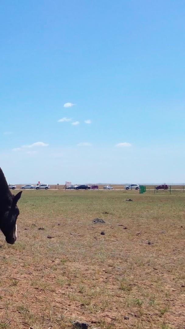 拍摄蓝天下草原上悠闲吃草的马群视频的预览图