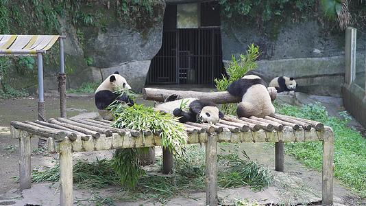 吃竹子的国宝大熊猫视频的预览图