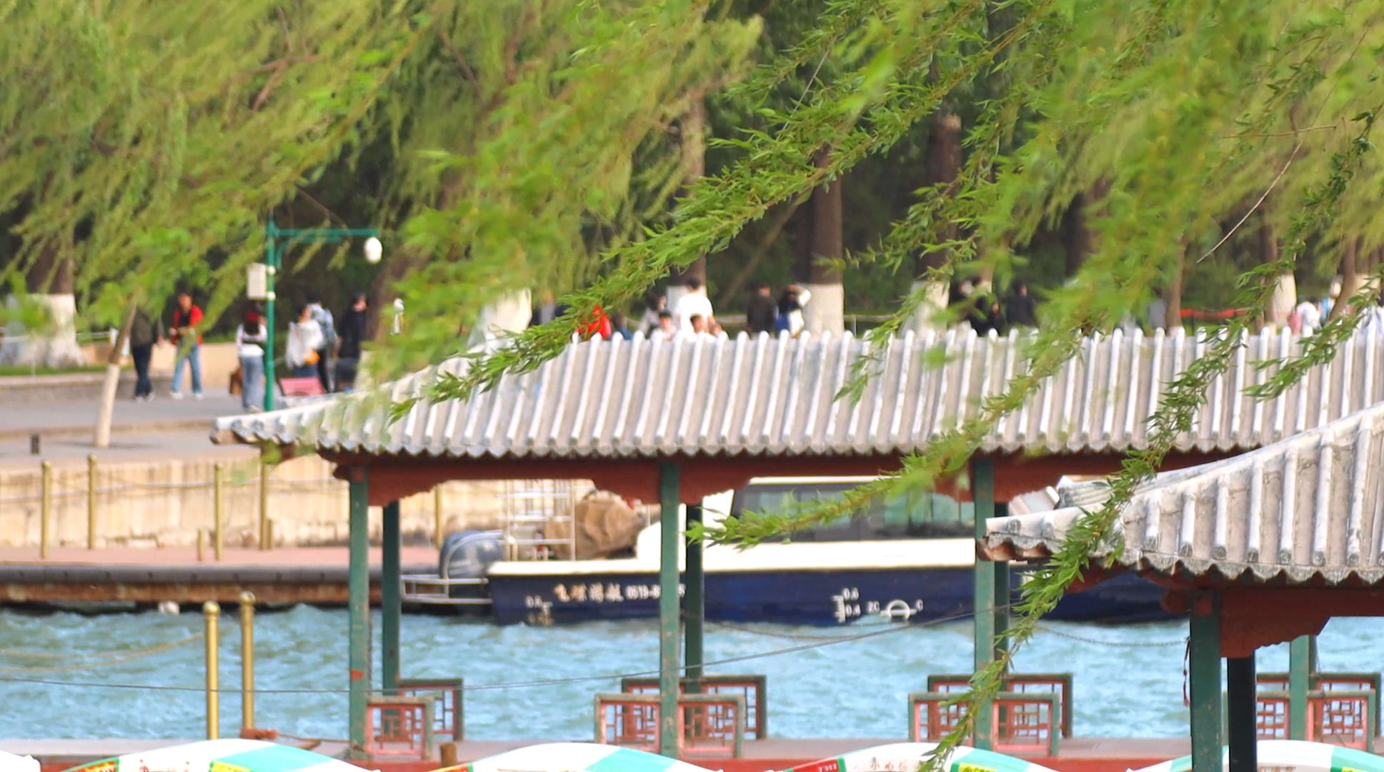 夏天北京5A景区颐和园昆明湖旁被吹起的柳树视频的预览图