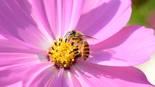 蜜蜂采蜜升格视频视频的预览图