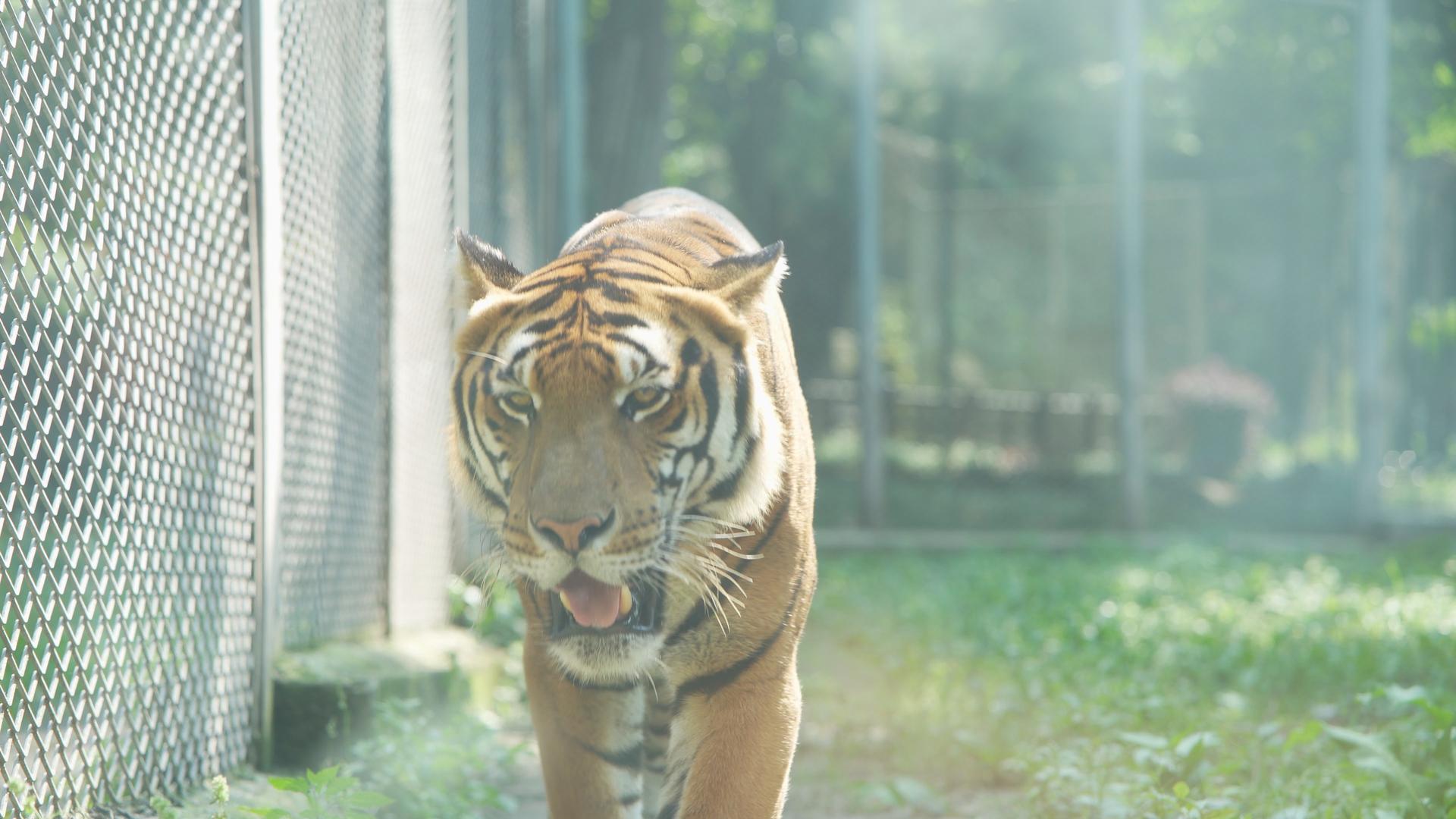 动物园游走的老虎视频的预览图