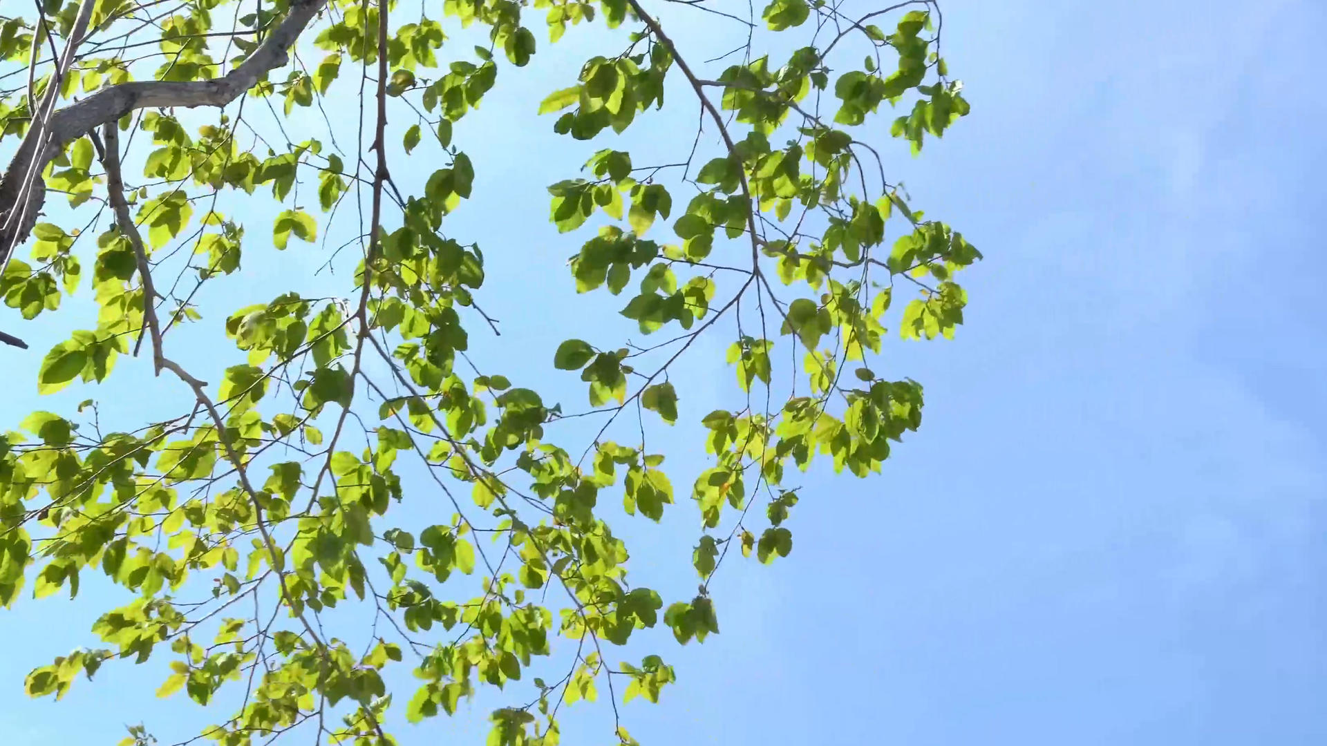 风中摇曳的树木视频的预览图