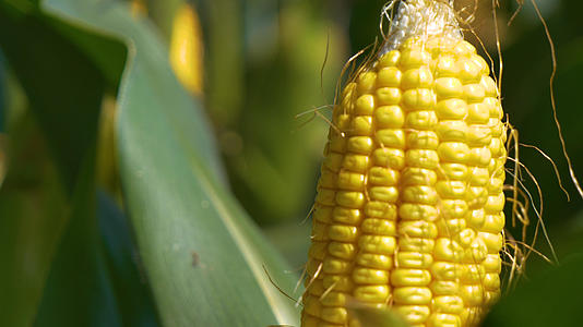 4k实拍特写农作物玉米视频的预览图