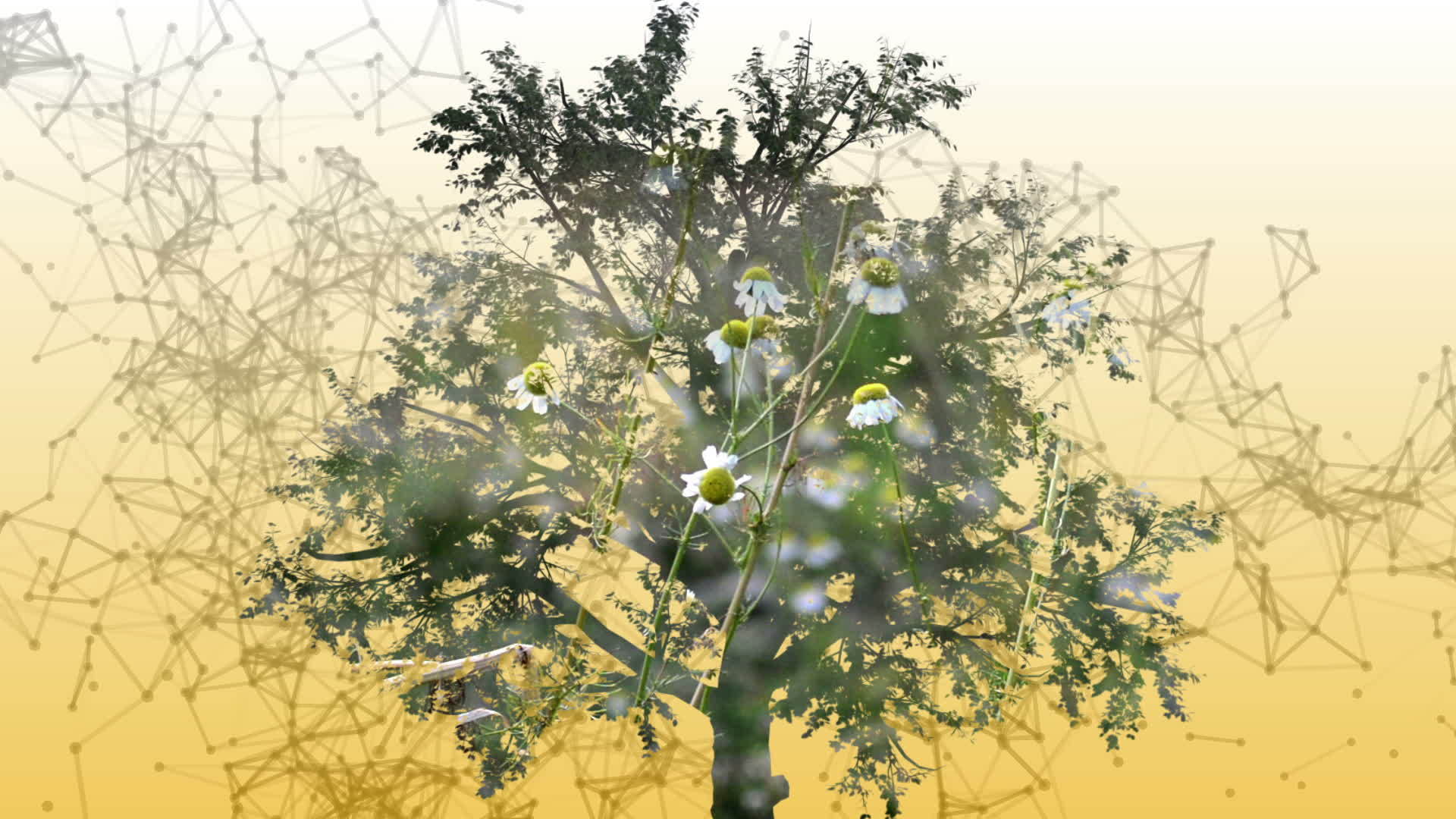混合介质由树和卡米花的两个三维动画组成视频的预览图