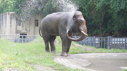 哺乳动物大象视频的预览图