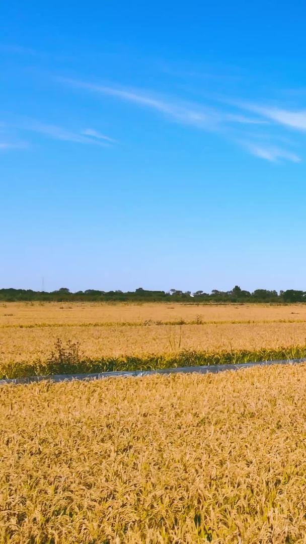 稻田麦田丰收航拍农业种植耕地视频的预览图