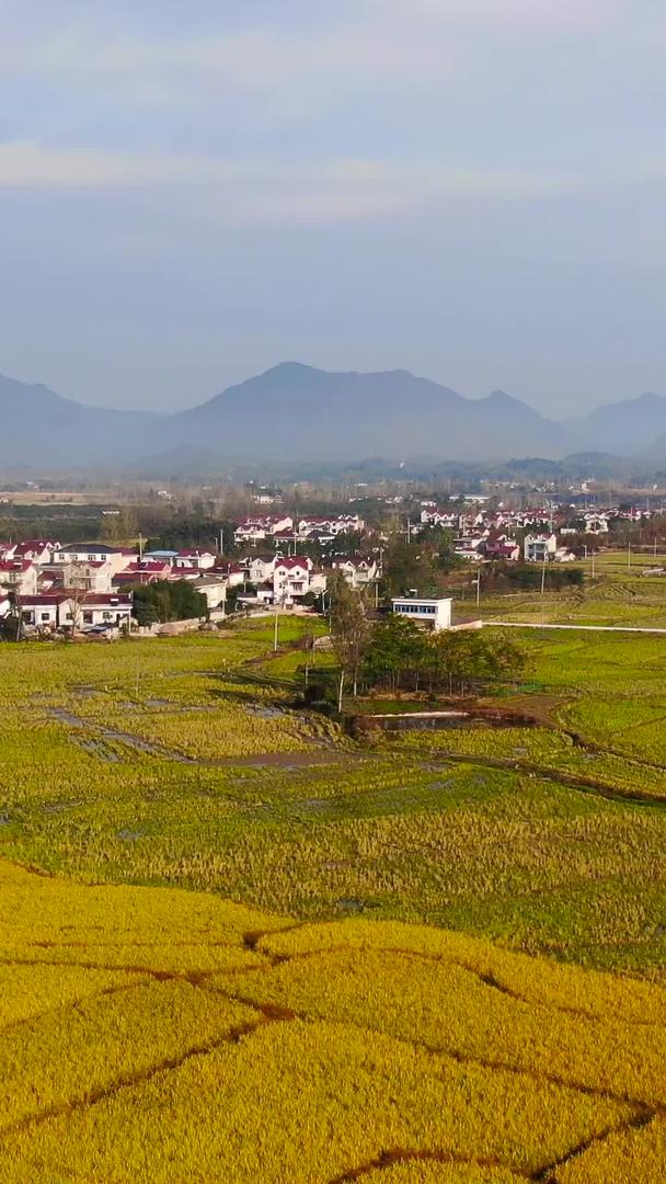 拍摄安徽金色晚稻田和徽派民居村落的视频视频的预览图