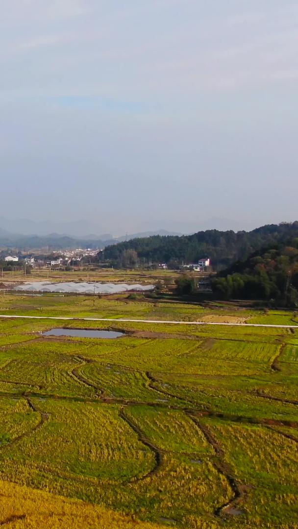拍摄安徽金色晚稻田和徽派民居村落的视频视频的预览图