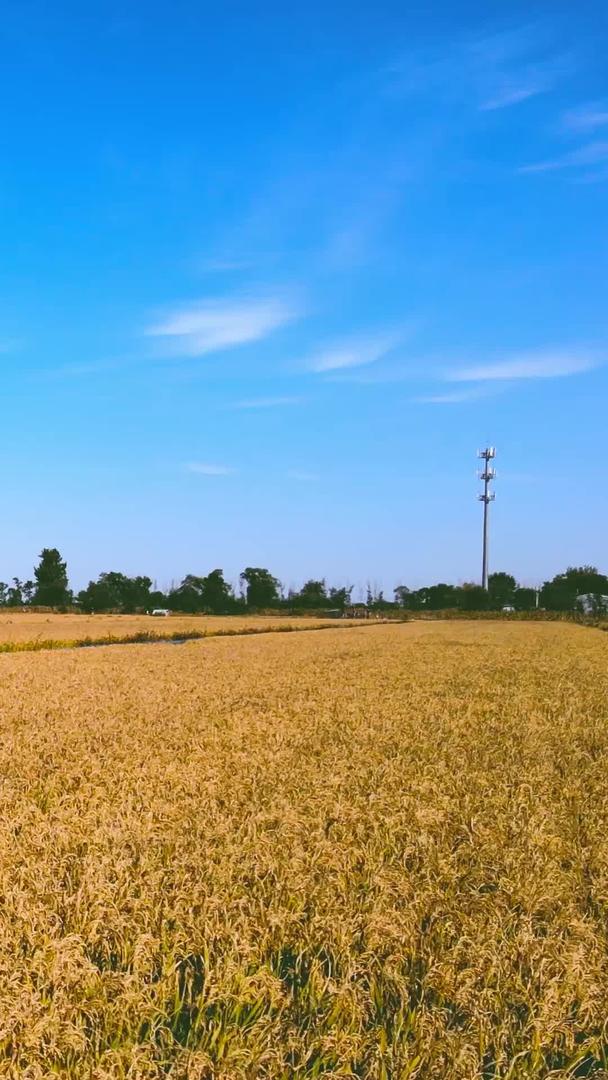 稻田麦田丰收航拍农业种植耕地视频的预览图