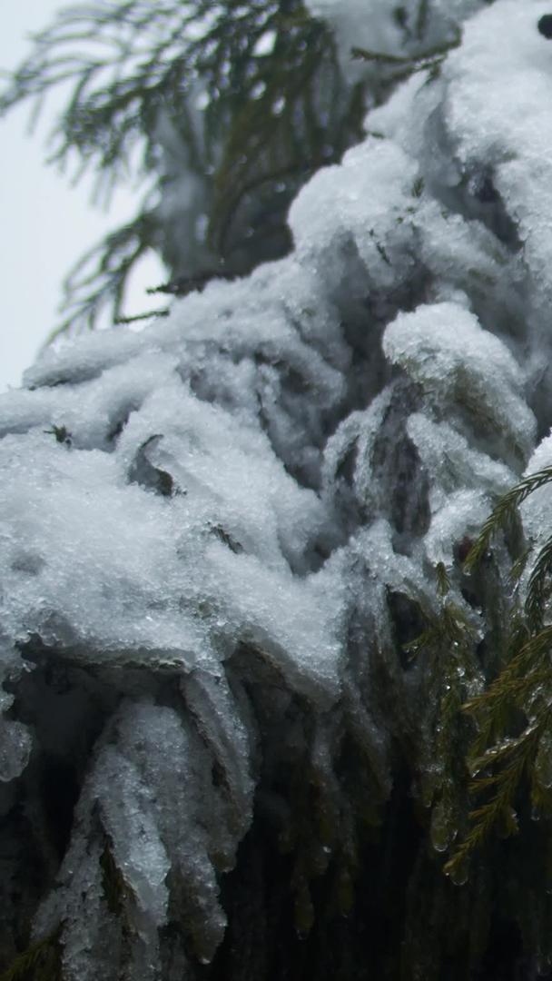 冬季实拍松枝上的雪雪景视频素材视频的预览图