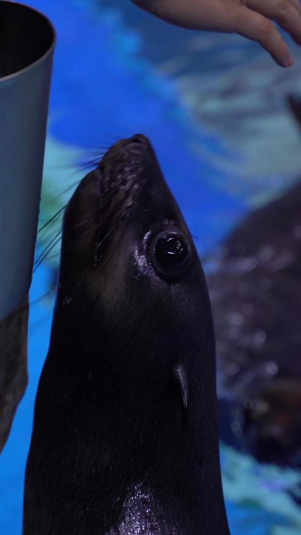 海洋公园海豹表演视频的预览图