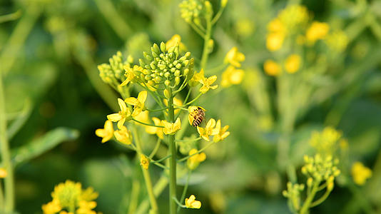 油菜花花中蜜蜂采蜜4K视频的预览图