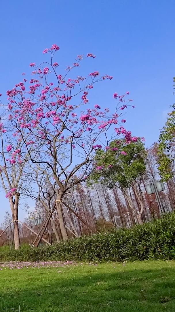 春暖花开的蓝天草地视频的预览图