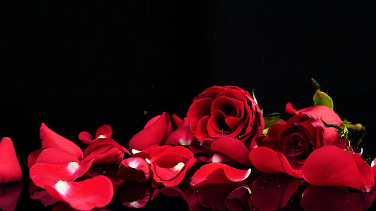升格玫瑰花红玫瑰玫瑰花瓣鲜花视频的预览图