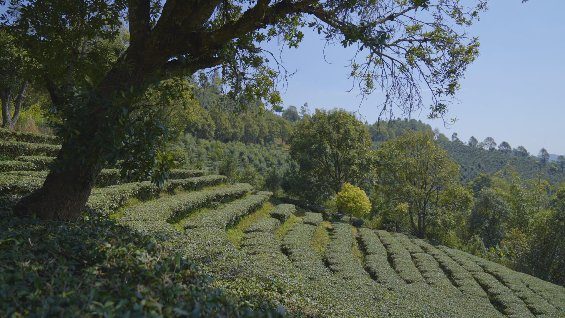 云南普洱茶茶园茶树森林春天绿色视频的预览图