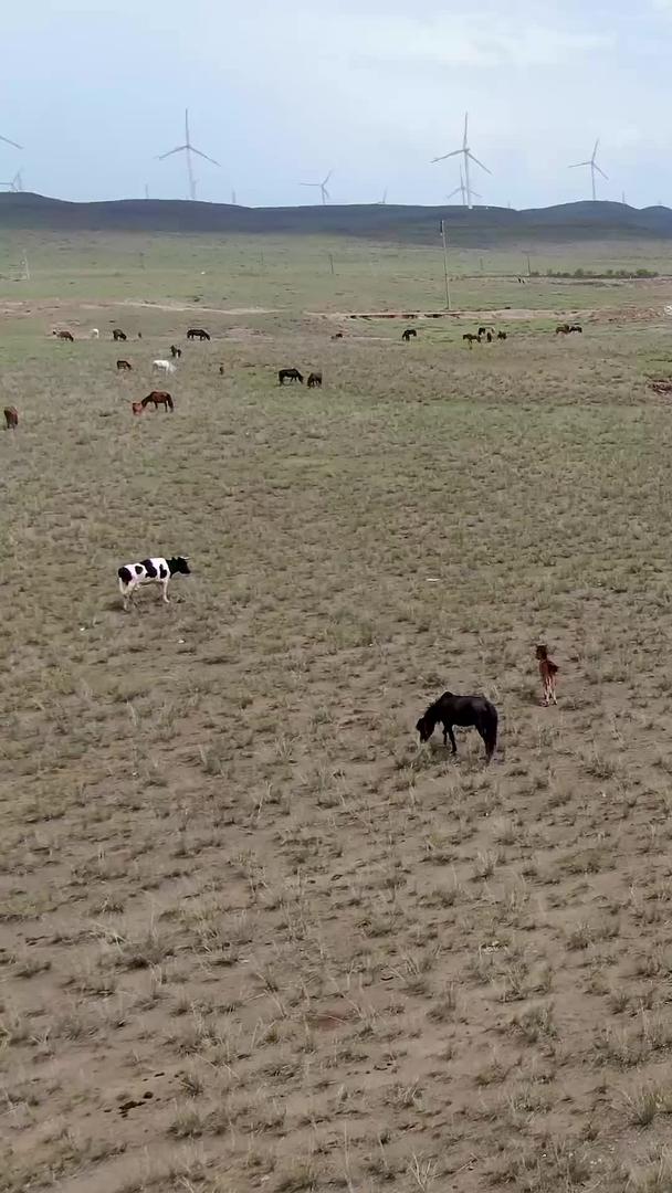 航拍草原上的牛群视频的预览图