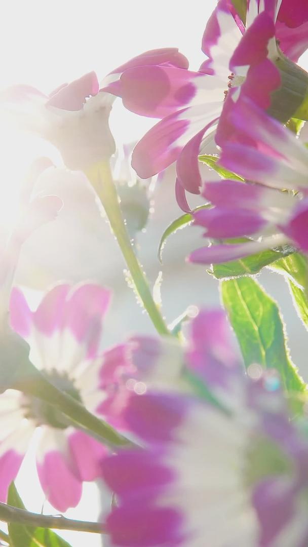 美丽的阳光下露水太阳花朵视频的预览图