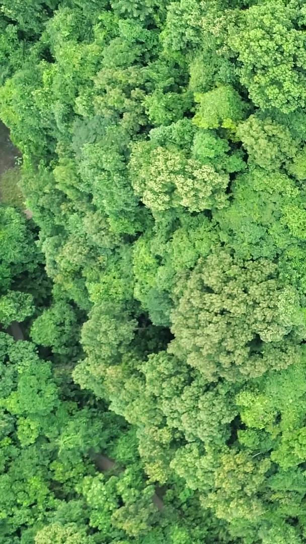 绿色森林航拍视频的预览图