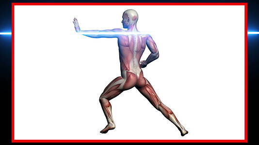 人体解剖扫描男性肌肉视频的预览图