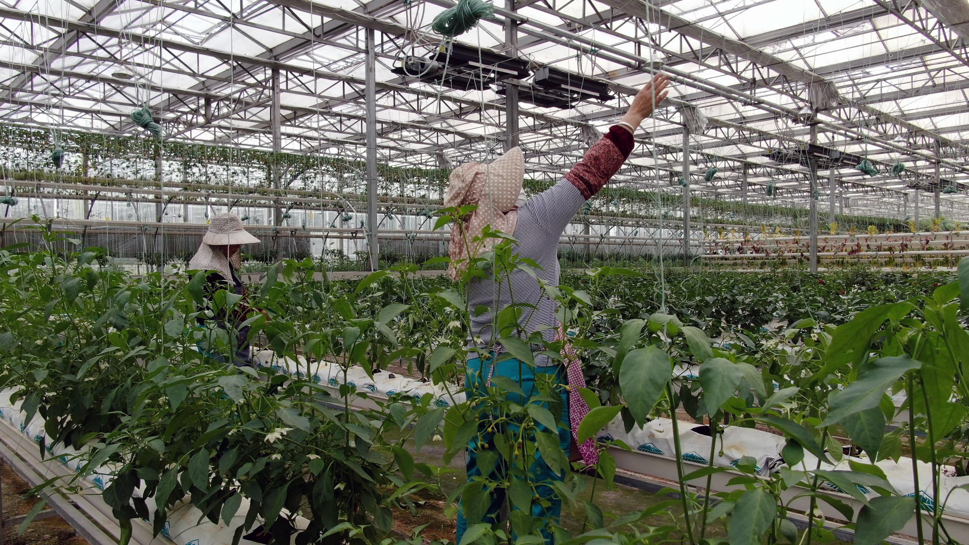 农民春耕种植蔬菜4K视频的预览图