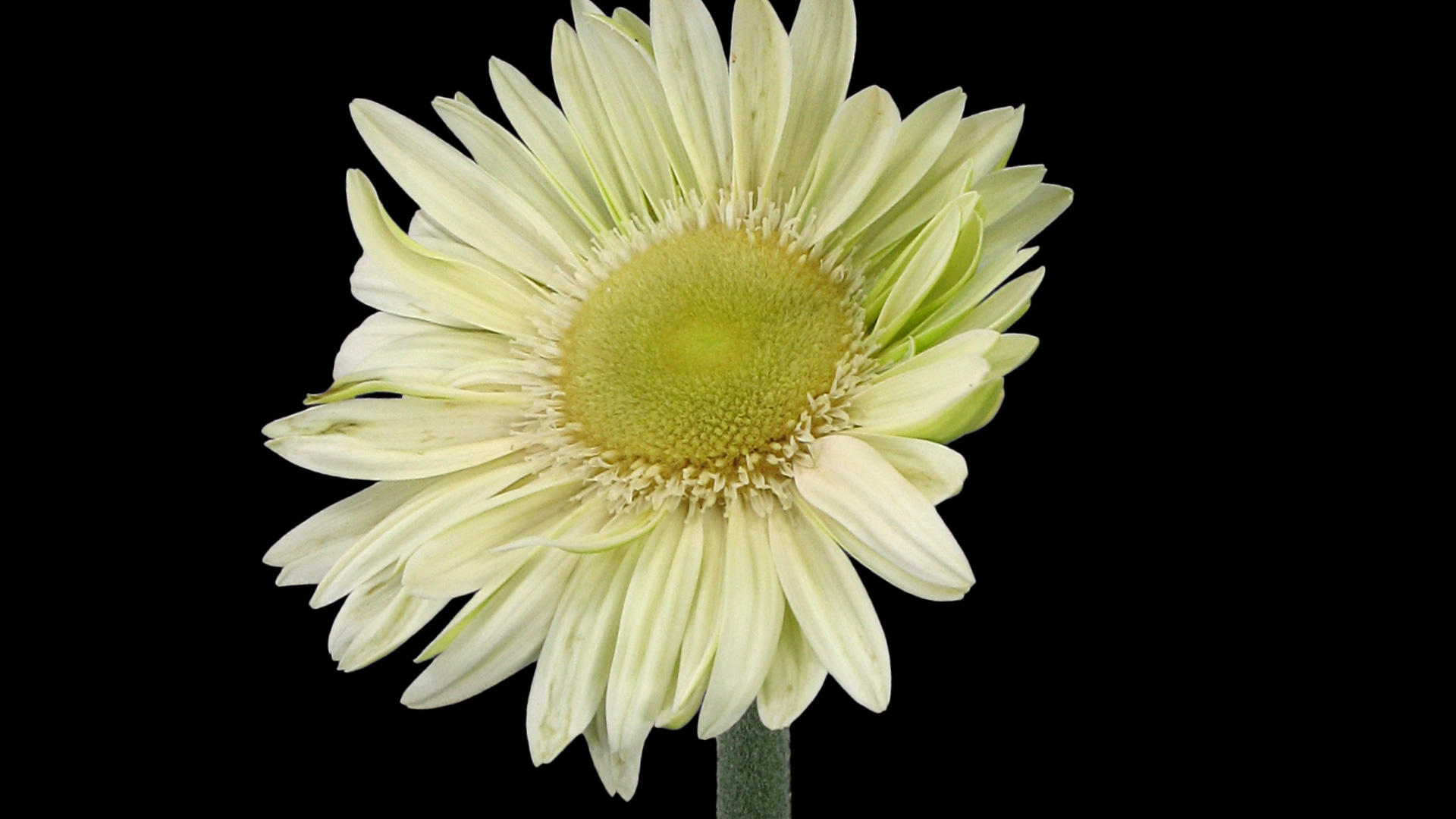 白色菊花生长动画视频的预览图