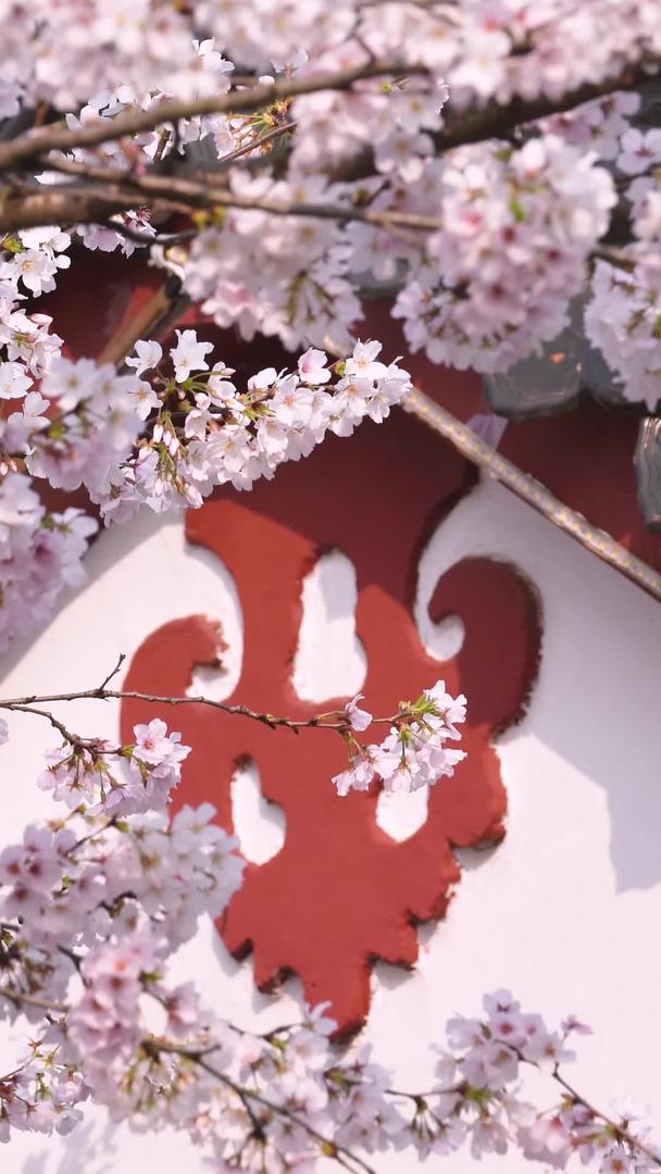 春季粉红色浪漫樱花素材视频的预览图