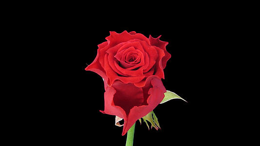 红色玫瑰生长动画视频的预览图